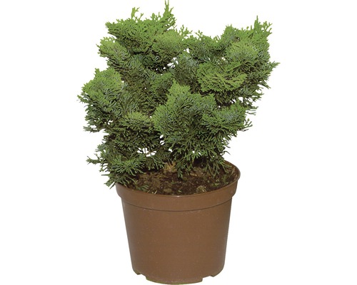 Cypřiš v květináči