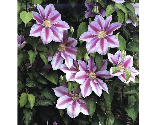 Plamének FloraSelf Clematis hybrid' Nelly Moser' 50-70 cm květináč 2,3 l