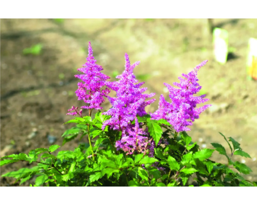 Rostlina Astilbe s fialovými květy a zelenými listy