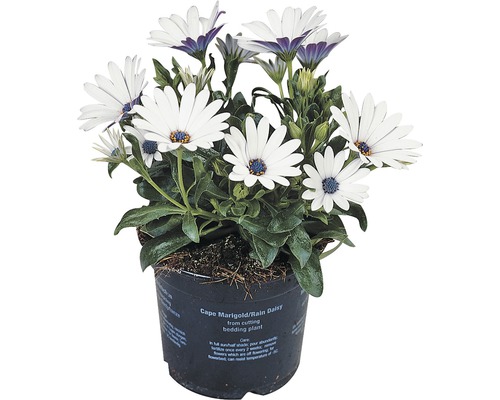 Dvoutvárka FloraSelf Osteospermum ecklonis květináč Ø 11 cm 1 ks, různé druhy Kapská kopretina v květináči s bílými okvětními lístky a modrým středem.