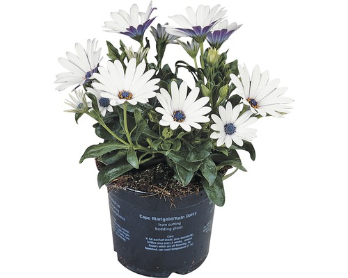 Dvoutvárka FloraSelf Osteospermum ecklonis květináč Ø 11 cm 1 ks, různé druhy