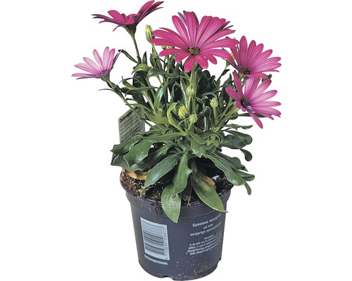 Osteospermum rostlina v květináči s fialovými květy