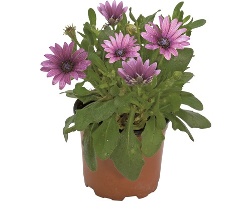 Osteospermum rostlina v květináči s fialovými květy