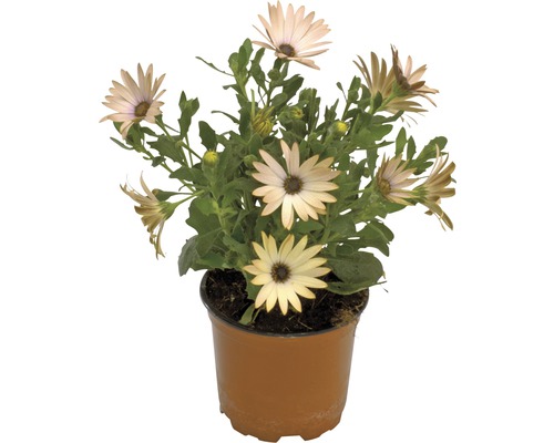 Osteospermum v květináči