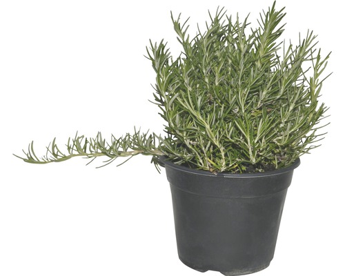 Rozmarýn převislý FloraSelf Rosmarinus 'Prostratus' 10-20 cm květináč Ø 14 cm Rozmarýn v květináči