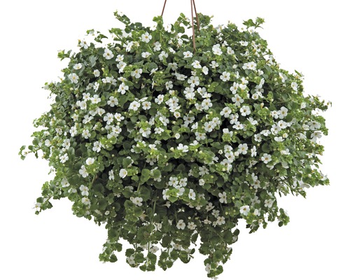Bakopa FloraSelf FloraSelf Sutera (Bacopa) cordata bílá Ø 10,5 cm květináč