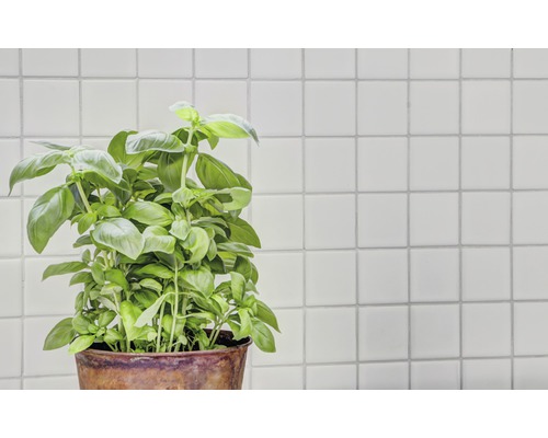 Rostlina bazalky v květináči