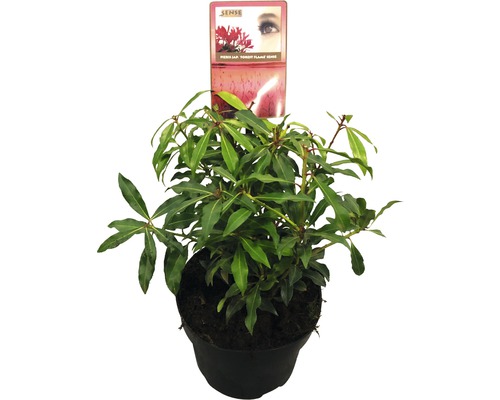 Pieris japonský FloraSelf Pieris japonica 'Forest Flame' 25-30 cm květináč 2 l Pernettya Forest Flame pokojová rostlina v květináči
