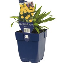 Volovec vrbolistý FloraSelf Buphthalmum salicifolium 5-20 cm květináč 0,5 l