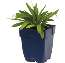 Volovec vrbolistý FloraSelf Buphthalmum salicifolium 5-20 cm květináč 0,5 l