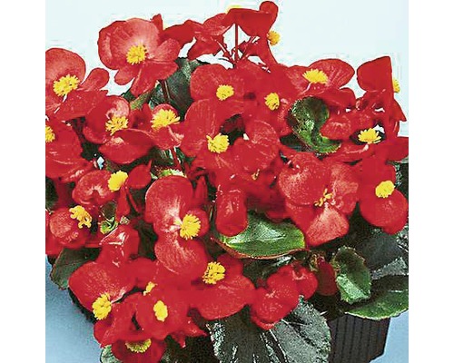 Voskovka, begónie stálokvětá Begonia semperflorens květináč Ø 9 cm 1 ks, různé barvy