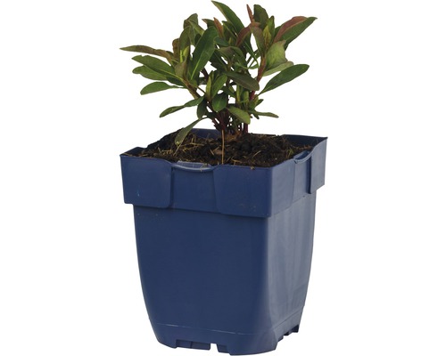 Pryšec mandloňovitý FloraSelf Euphorbia amydaloides 'Miners Merlot' výška 5-20 cm květináč 0,5 l Pryšec mandloňovitý FloraSelf Euphorbia amydaloides 'Miners Merlot' výška 5-20 cm květináč 0,5 l