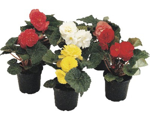 Begónie hlíznatá FloraSelf Begonia tuberhybrida květináč Ø 12 cm 1 ks, různé barvy Různobarevné begonie v květináčích