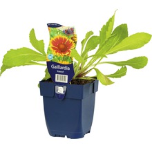 Kokarda velkokvětá FloraSelf Gaillardia x grandiflora 'Kobold' 5-20 cm květináč 0,5 l