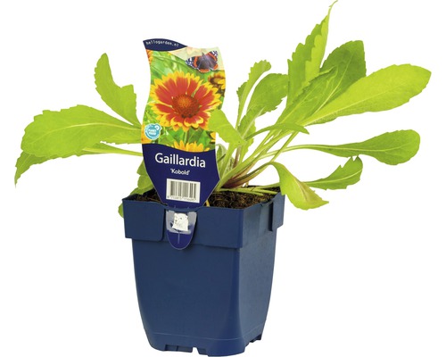 Gaillardia Kobold v květináči