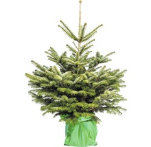 Jedle kavkazská v květináči