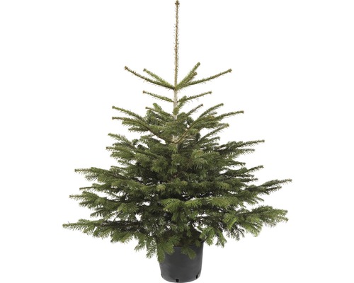 Vánoční stromek v kontejneru jedle kavkazká 100-125 cm Abies Nordmanniana vhodný k výsadbě, květináč 7,5 l Vánoční stromek v kontejneru jedle kavkazká 100-125 cm Abies Nordmanniana vhodný k výsadbě, květináč 7,5 l