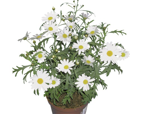 Kopretina pařížská FloraSelf Chrysanthemum frutescens květináč Ø10,5/11 cm bílá Kopretinový keř v květináči