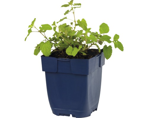 Meduňka v květináči