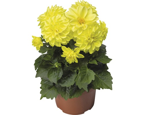 Jiřina zakrslá FloraSelf Dahlia x hybrid květináč Ø 11/12 cm 1 ks, různé druhy Žlutá jiřina v květináči