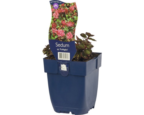 Rozchodník ''Fuldaglut'' v květináči