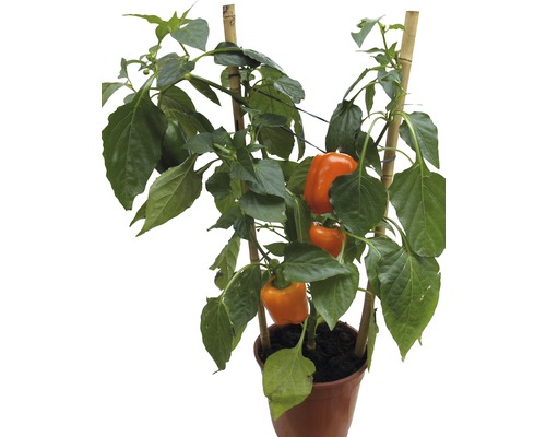 Paprika Snack oranžová Pick&Joy květináč Ø 19 cm