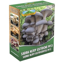 Sada pro pěstování hlívy ústřičné