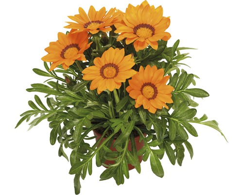 Gazánie zářivá FloraSelf Gazania splendens květináč Ø 10,5 cm