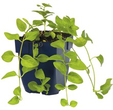 Závěsná rostlina v květináči