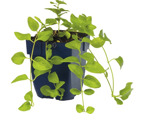 Závěsná rostlina v květináči