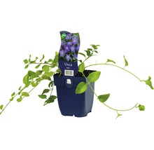 Barvínek rostlina v květináči