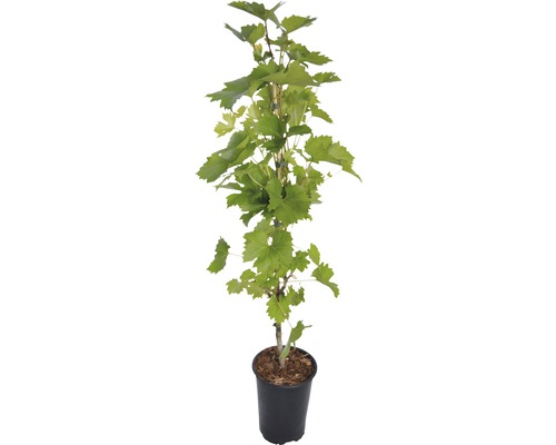 Réva vinná v květináči