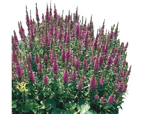 Kvetoucí trvalka s vzpřímenými květenstvími