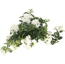 Lilek jasmínokvětný Solanum jasminoides květináč Ø 12 cm