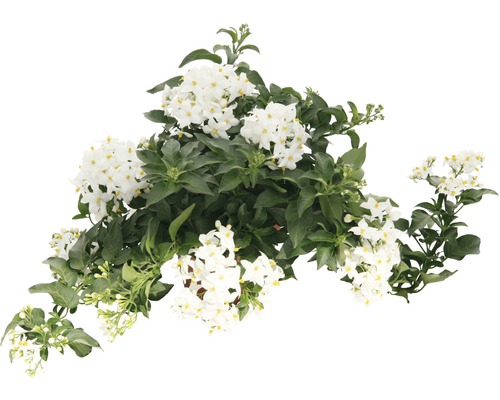 Lilek jasmínokvětný Solanum jasminoides květináč Ø 12 cm