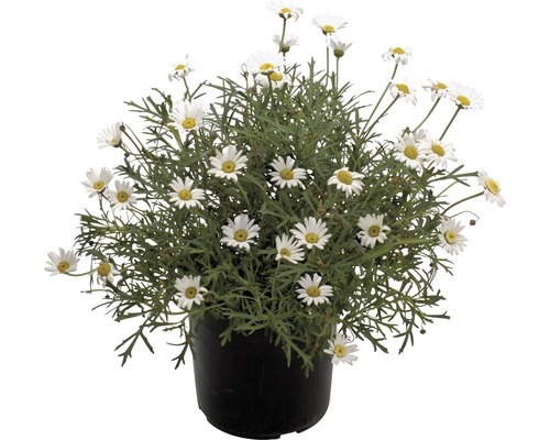 Kopretinovec dřevnatý bílý FloraSelf Chrysanthemum frutescens výška 40-60 cm květináč Ø 18 cm Kopretinovec dřevnatý bílý FloraSelf Chrysanthemum frutescens výška 40-60 cm květináč Ø 18 cm