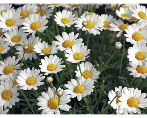 Detailní záběr skupiny bílých květů sedmikrásek se žlutými květními hlavami.