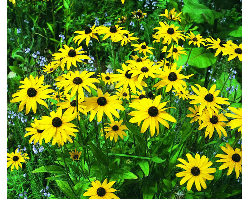 Kvetoucí Rudbeckia na zahradě.