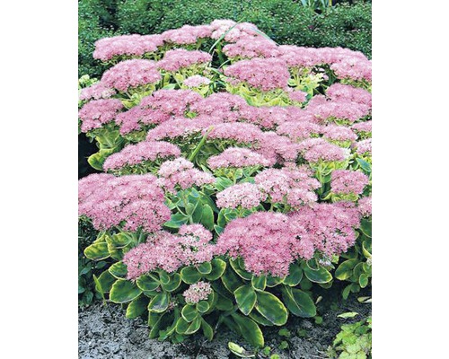 Rozchodník FloraSelf Sedum spectabilis 10-40 cm květináč 3 l Rozchodníkovec nádherný trvalka s růžovými květy