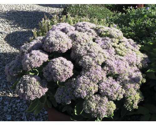 Rozchodník nachový Sedum telephium 'Herbstfreude' květináč 3 l