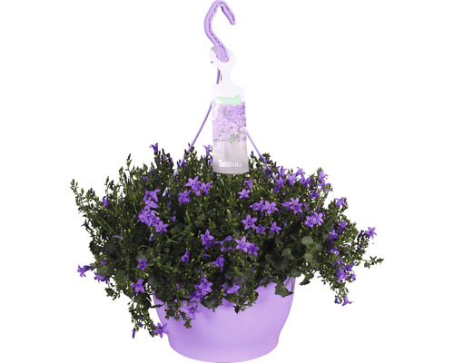 Zvonek v závěsném květináči Floraself Campanula portenschlagiana 'Ambella Purple' Ø květináče 25 cm