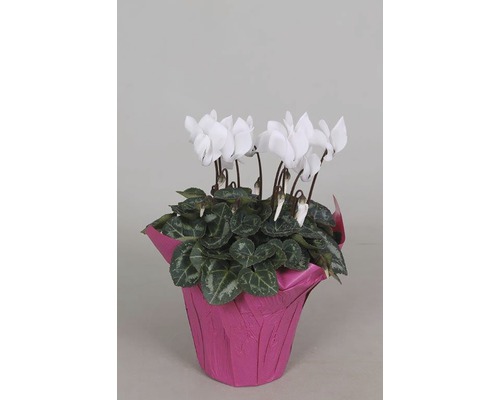 Brambořík perský FloraSelf Cyclamen persicum výška 20-25 cm květináč Ø 10,5 cm 1 ks, různé barvy