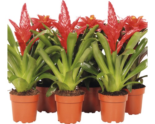 Bromélie oranžová mix FloraSelf – různé kultivary bromélií Ø 12 cm květináč Bromélie v květináčích s červenými květy