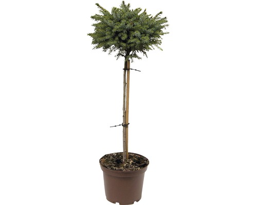 Smrk zakrslý FloraSelf® Picea morika 'Nana' 30-40 cm