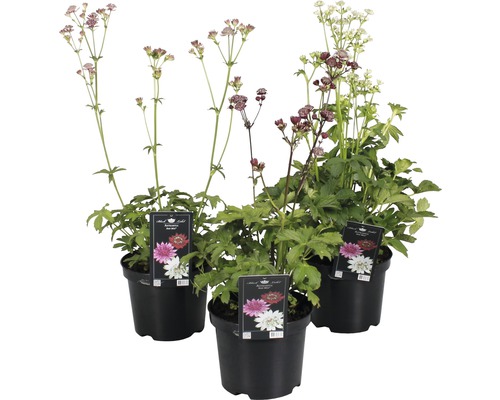 Jarmanka větší mix FloraSelf Astrantia major 'Roma' výška 10-50 cm květináč 3 l 1 ks, různé barvy