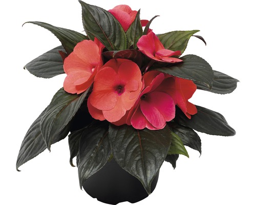 Netýkavka v květináči