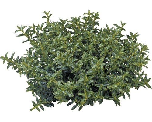 Stálezelený trpasličí keř do zahrady