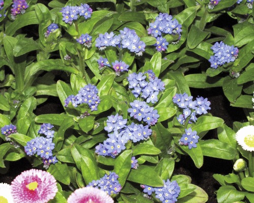 Záhon pomněnek s modrými květy a zelenými listy