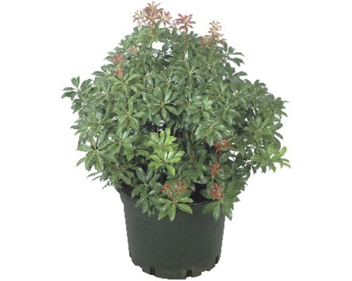 Pieris japonský FloraSelf Pieris japonica výška 20-25 cm květináč 2 l