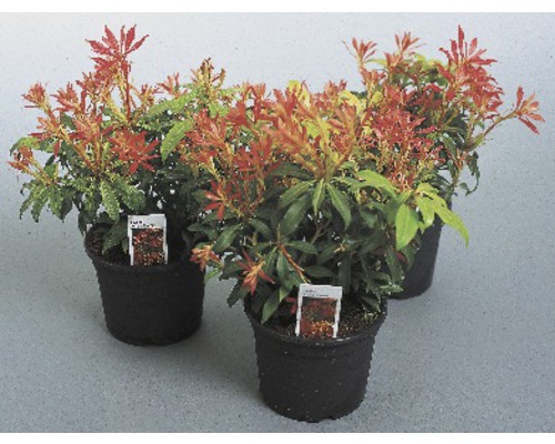 Tři rostliny Pieris japonica v květináčích